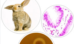 Ocular Toxicity / Dermal Toxicity